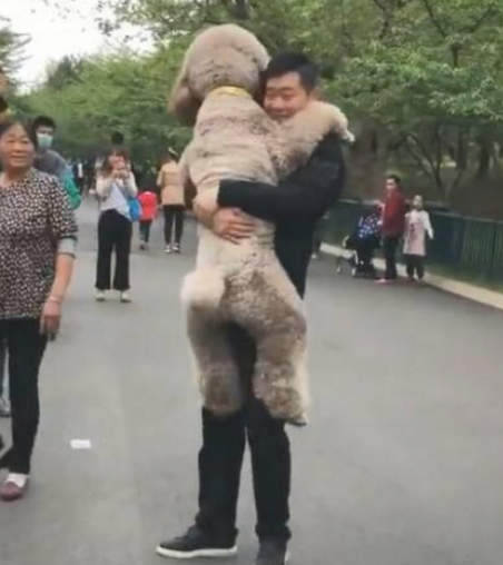巨型泰迪犬不愿意回家了被主人背着回来,网友笑喷