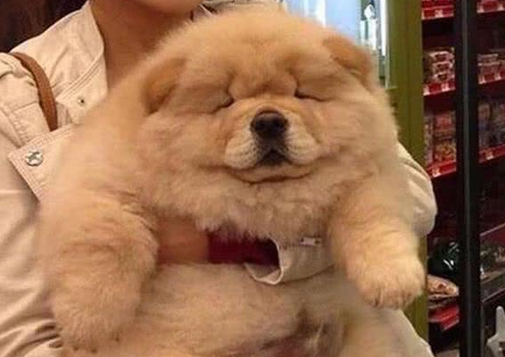 这6种狗狗,脾气真的很不好,没事不要惹它