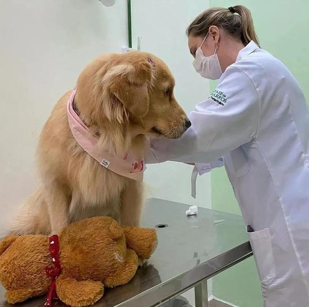狗狗去医院打针,却发觉控制不住自身的腿:莫名其妙了解是怎么回事?