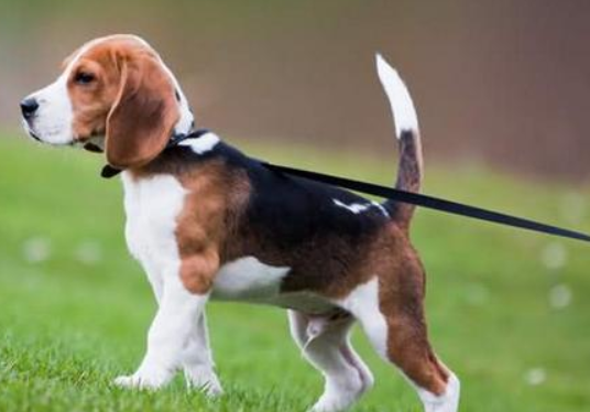 携犬入园要注意,文明遛狗守新规!