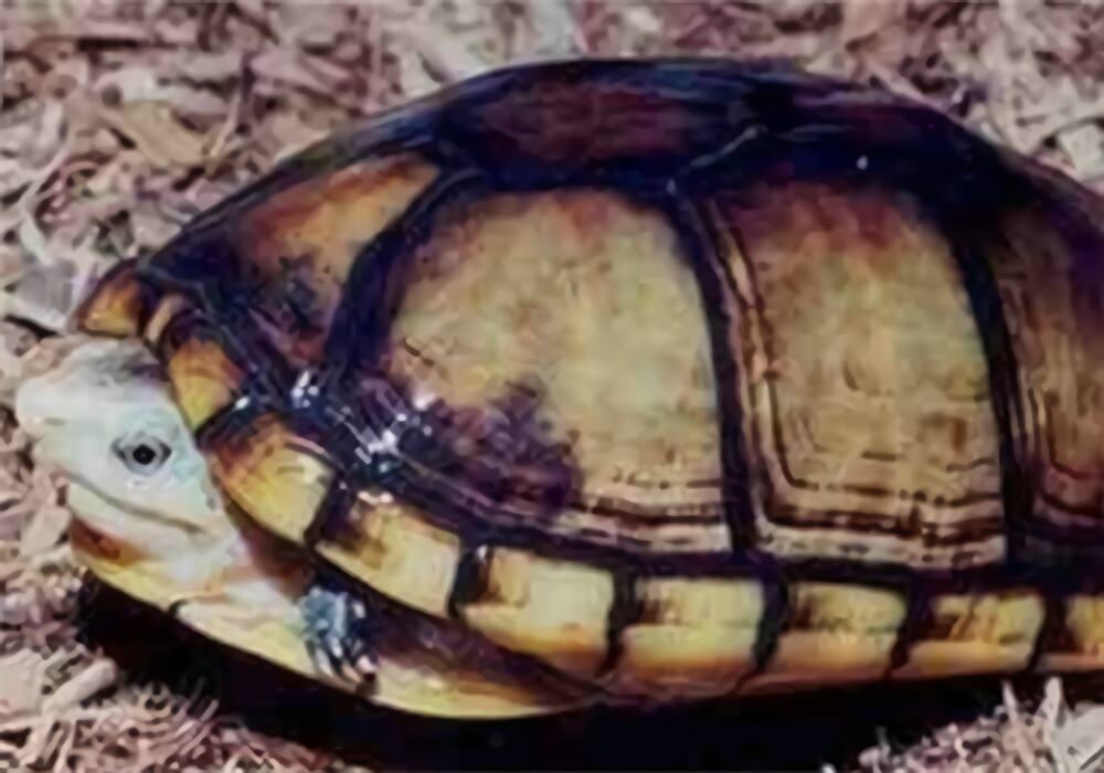 褶皱泥龟身份信息