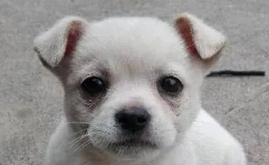 流浪狗每天趴在井盖旁边流泪,甚是奇怪,了解真相后让人很心疼