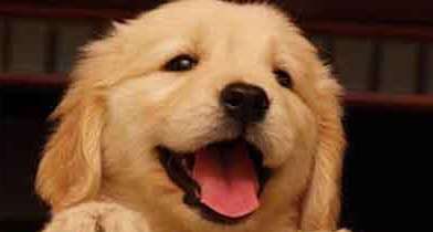 一条丢失的宠物犬 引发的案件
