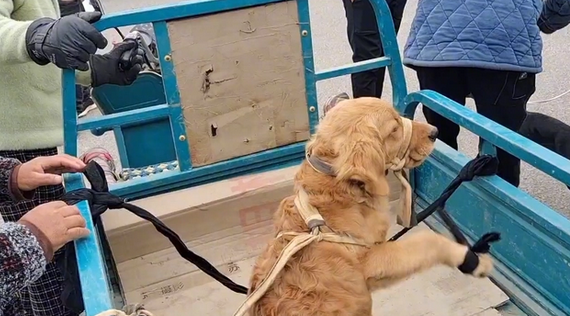 被五花大绑的金毛一到狗市就成焦点,大妈:路上跑了,我上哪撵去