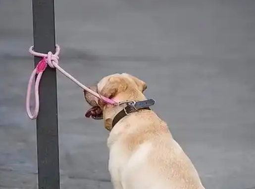 七岁小孩遭恶犬袭击,狗主人淡定拒赔,呼吁加强犬只管理