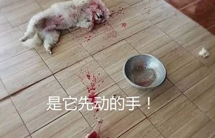 回家发现狗狗倒在血泊中,刚准备送医院,看清后拔下拖鞋扔了过去