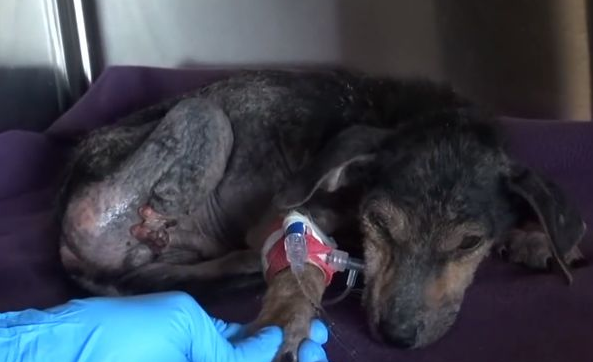 狗狗被人砍断腿丢弃到河里,被人救下后流下了感动的泪水!