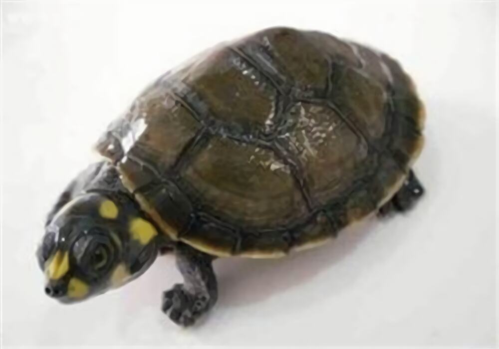 黄头侧颈龟身份信息