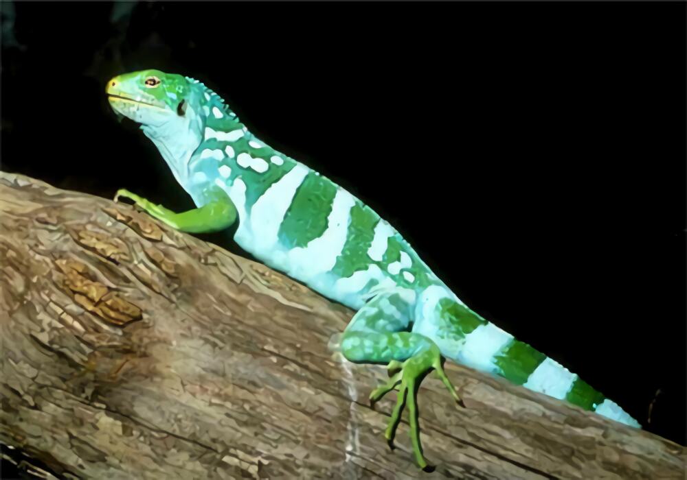 斐济鬣蜥身份信息