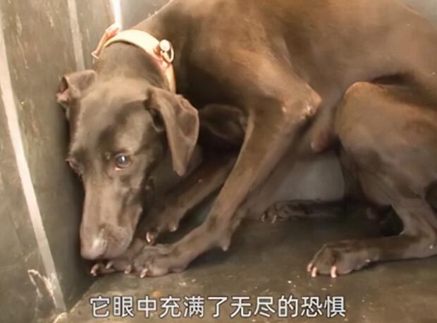 餐馆的后院拴了条黑狗,奶奶从狗贩子手中买下:来,跟我回家