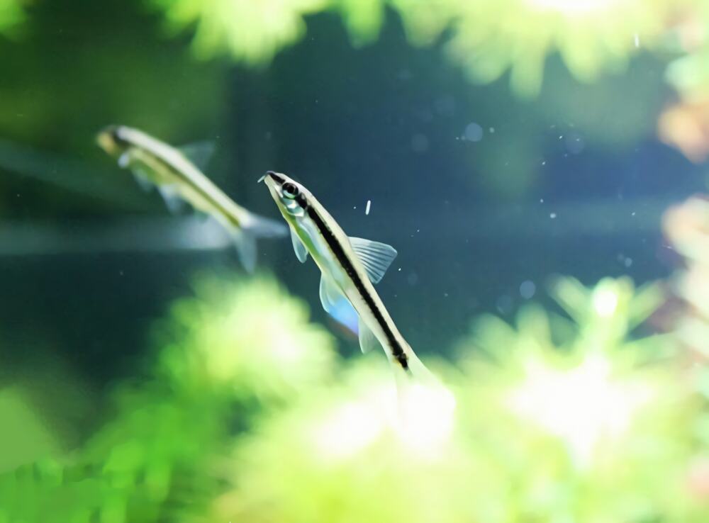 黑线飞狐身份信息