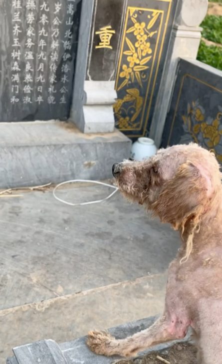 狗狗守着主人的墓碑数月,饿了就吃麦苗,被救助离开时它竟流泪了