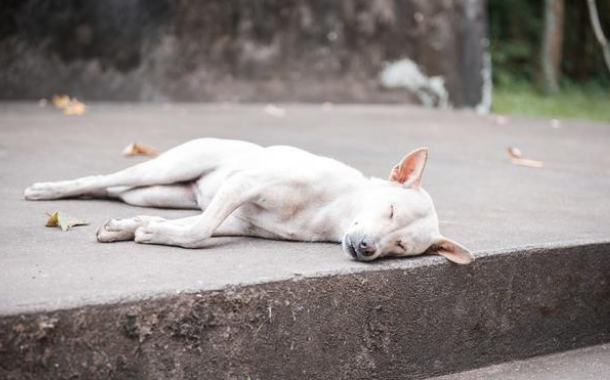 农村大爷收养的田园犬,从不吃狗粮,竟胖成一只猪