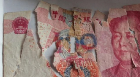 狗狗咬碎百元钞票 汪星人:谁让你不给我买肉吃