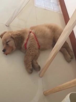 狗狗入睡做梦跳摇滚乐,主人蹲下一瞧,狗嘴出洋相!