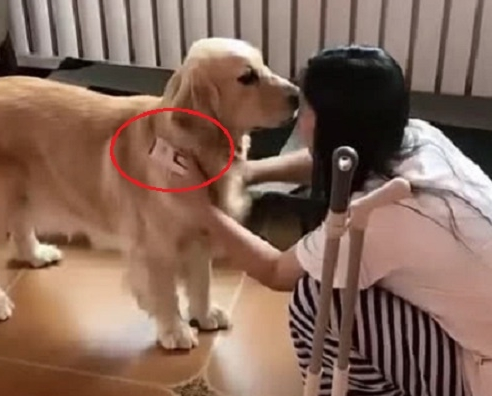 看到女主在打扫狗毛,金毛一声不吭跑开,随后取来一物感动主人!
