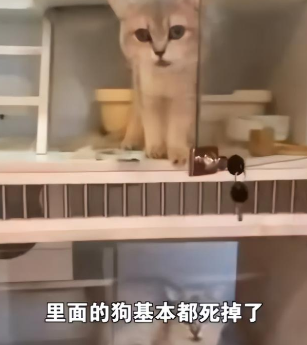 太残忍了!宠物店老板离开半月猫狗被活活渴死饿死