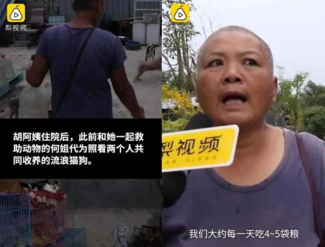 流浪猫狗救助者不堪网络质疑服药自杀,邻居:她救助猫狗好多年