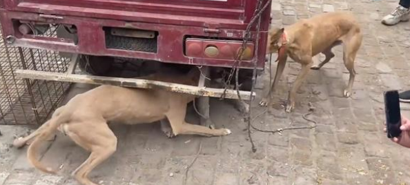 为了卖狗，小伙让它们咬二哈