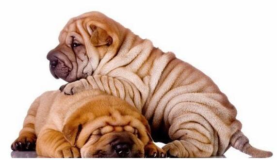 小奶狗抱团取暖的画面,让人印象深刻,网友:密集恐惧症受不了!