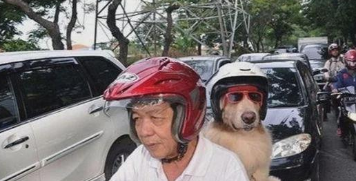 狗狗自动跳上摩托后座,大爷载狗买菜,狗狗戴头盔萌翻众人!