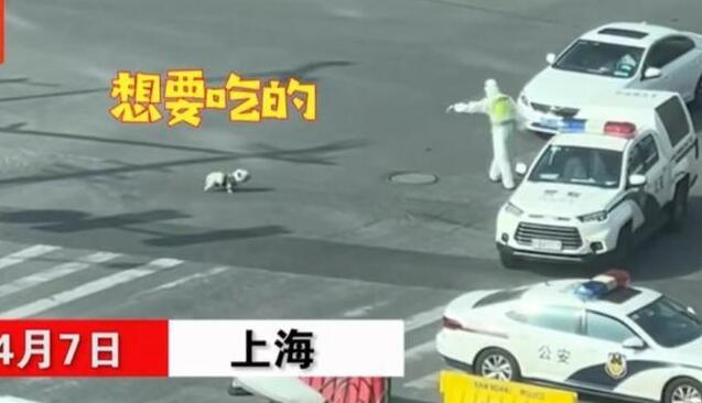 上海一只穿着背带的流浪狗找交警要吃的