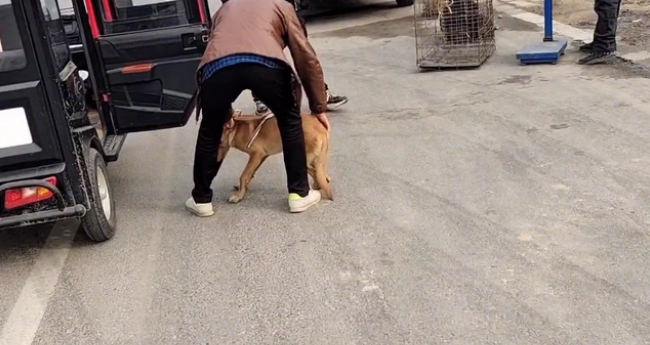 瘦马犬可怜巴巴地看着大叔,可最后还是350块被卖给了狗贩子