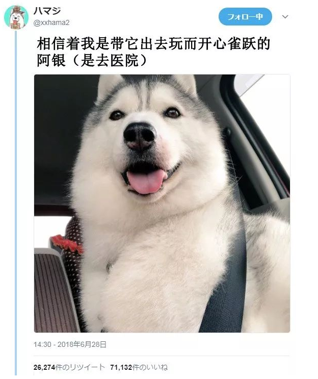 只是去了趟医院,这只狗砸一下子就老了十岁!