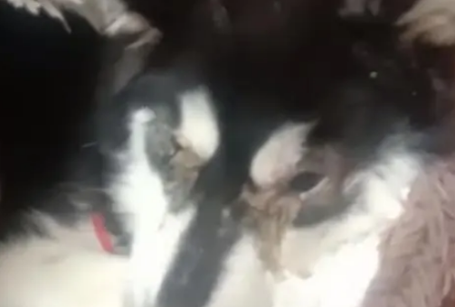 哈士奇不幸患上犬瘟,被主人扔到垃圾桶旁,嘴巴被绑无法呼救!