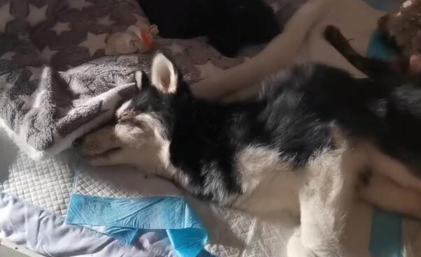 犬瘟后期被绑住嘴抛弃的哈士奇,如今全身不能动,可它还是尽量表达着感激