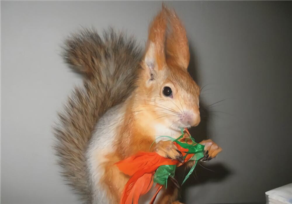 雪地松鼠身份信息