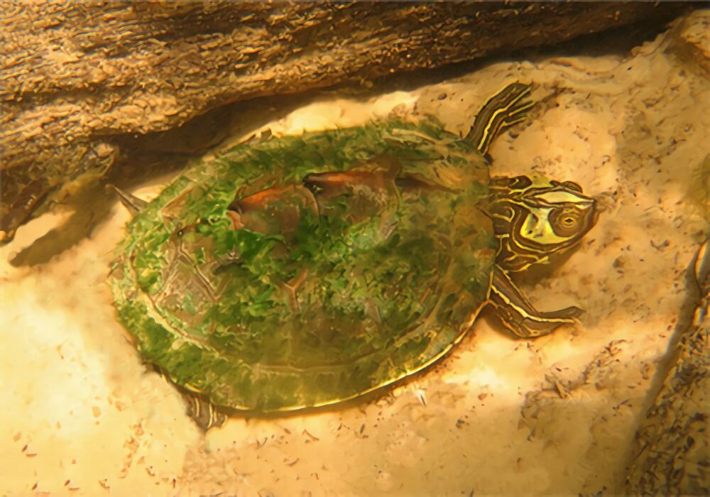 蒙面地图龟身份信息