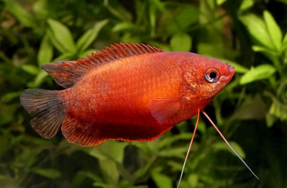 拉利毛足鲈身份信息