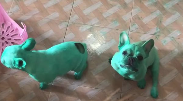 2只斗牛犬深更半夜闯进餐厅厨房,为自己染了全身绿