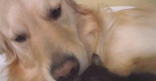 金毛狗狗爱捡物，此次捡了只小奶猫回家了，猫奴：怪不得跑那么利落