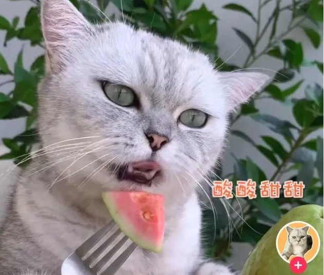 一只宠物狗,靠睡觉带货百万,月保底工资5000元