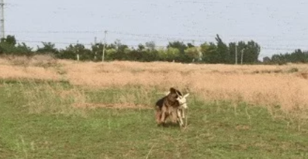 牧羊犬咬住老羊脖子,拖到主人面前,得知原因后主人哈哈大笑
