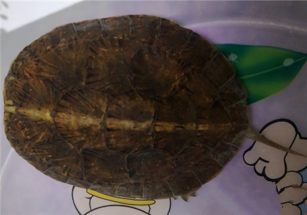 眼斑水龟身份信息