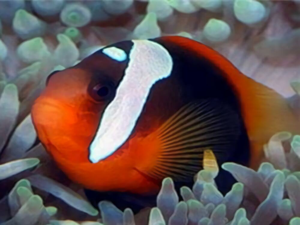 黑红小丑身份信息