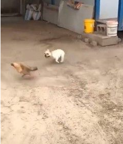 小屁孩法斗看见鸡疯狂追 遇到保镖狼犬立马呆住