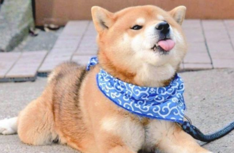 铲屎官捡了只柴犬帮自身暖床,二哈看后不高兴了:你外边有狗了