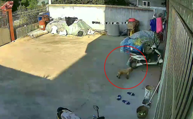 养了2年的狗狗意外走失,一年后自己找回家,它从没忘记回家的路