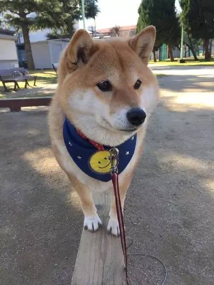 过马路时发现前面一只柴犬,总是走两步就回头看:到底几个意思