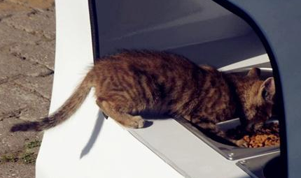 提供食物给流浪猫 | 自动贩卖机,用回收瓶子为流浪猫狗提供食物!