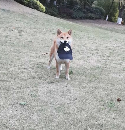 柴犬把主人的帽子叼走了,还立在远方讽刺他:有本事来抓我呀!