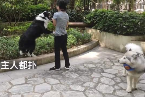 边牧犬进出电梯必扑人,训犬师上门纠正,变得一只猫都不敢扑了