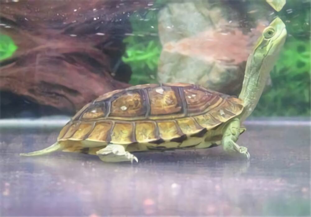 潘氏闭壳龟身份信息