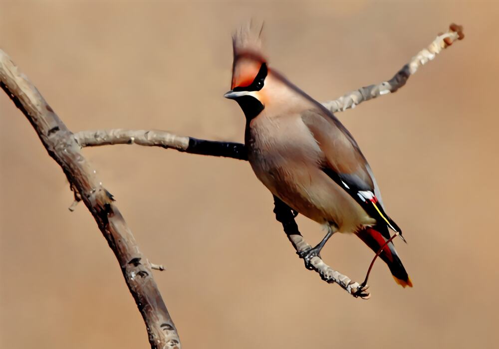 小太平鸟身份信息