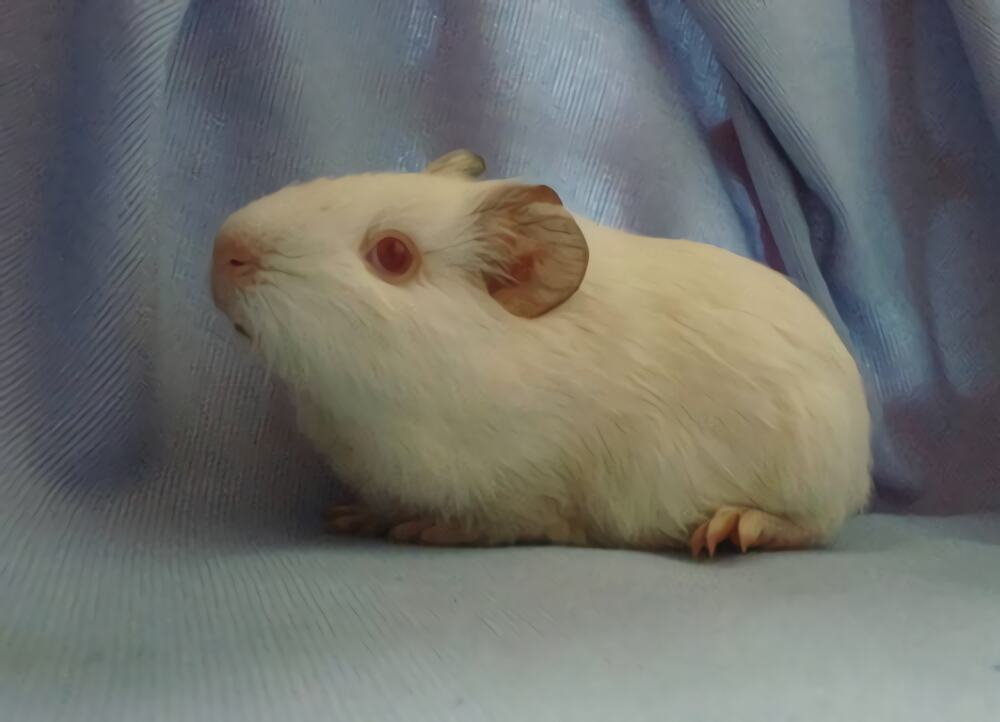 白色凤冠天竺鼠身份信息