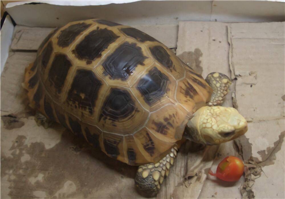 缅甸陆龟身份信息